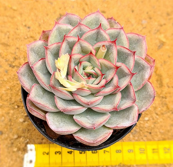 Echeveria shira