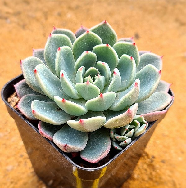 Echeveria sitifukumiama