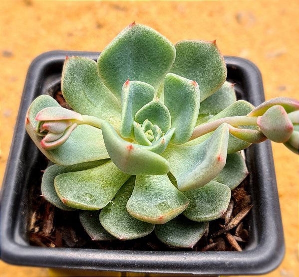 Echeveria sitifukumiama