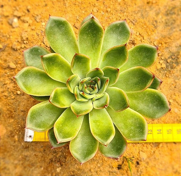 Echeveria skat