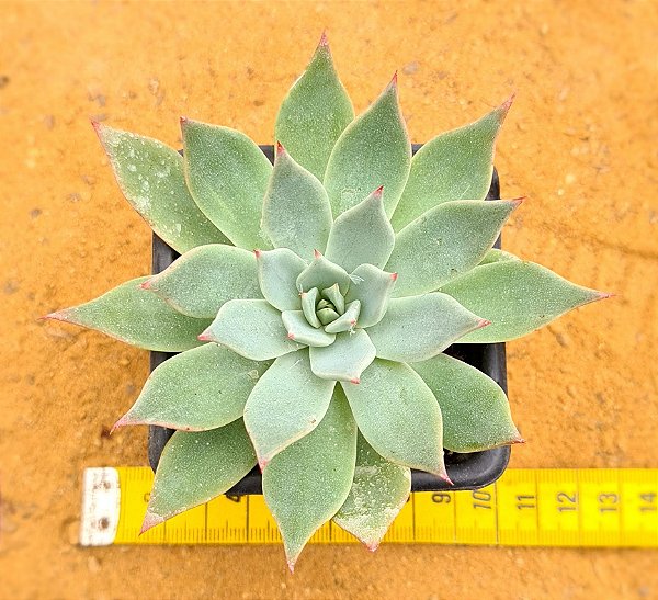 Echeveria subalpina var. perote