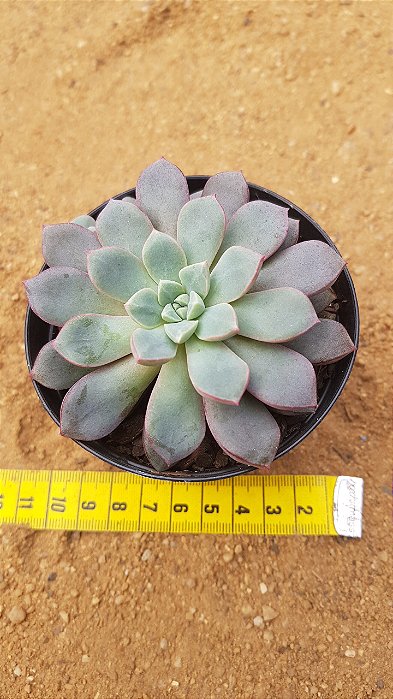 Echeveria subcorymbosa