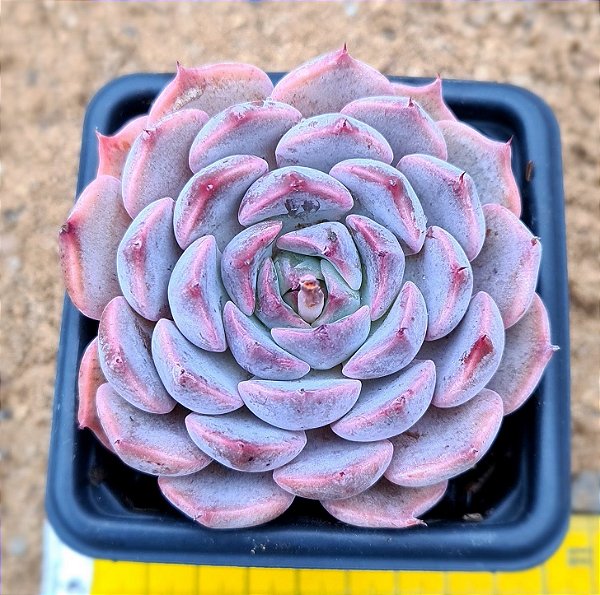 Echeveria texensis rosea