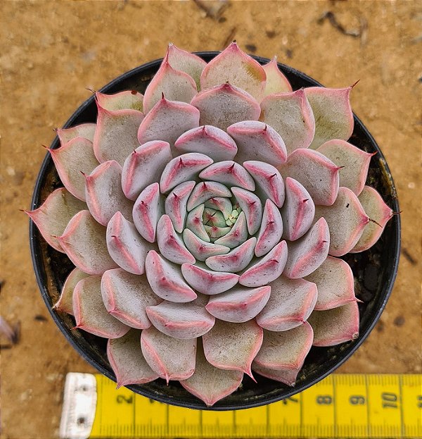 Echeveria texensis rosea