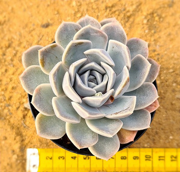 Echeveria tinnie burger