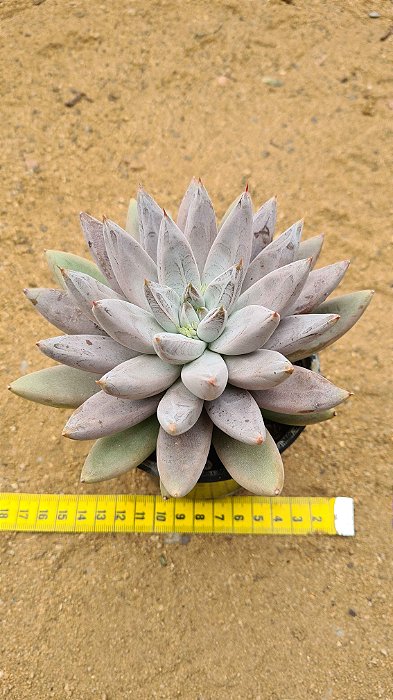 Echeveria tolimanensis