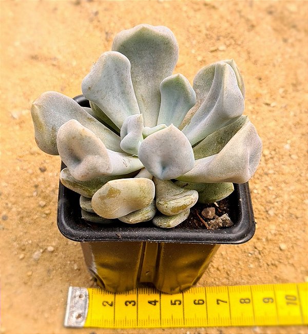 Echeveria topsy debbie - "Cupido" / "Cupid"