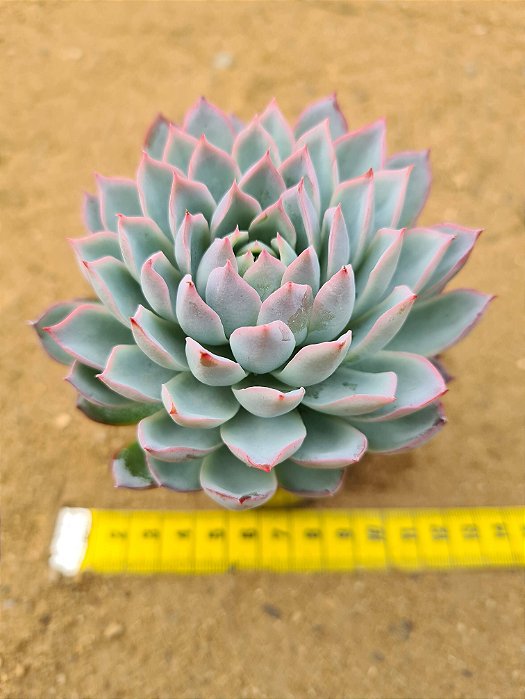 Echeveria violet