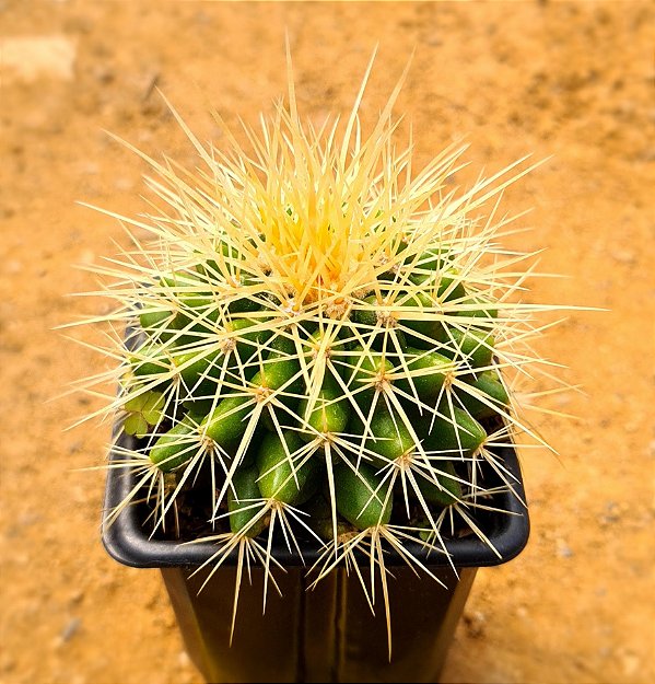 Echinocactus grusonii - "assento-de-sogra" / "poltrona-de-sogra"