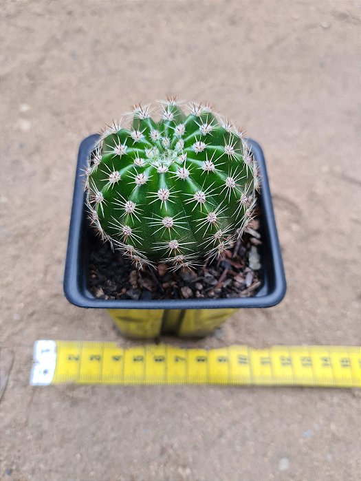 Echinopsis tubiflora