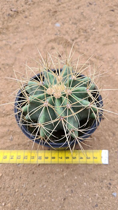 Ferocactus glaucescens