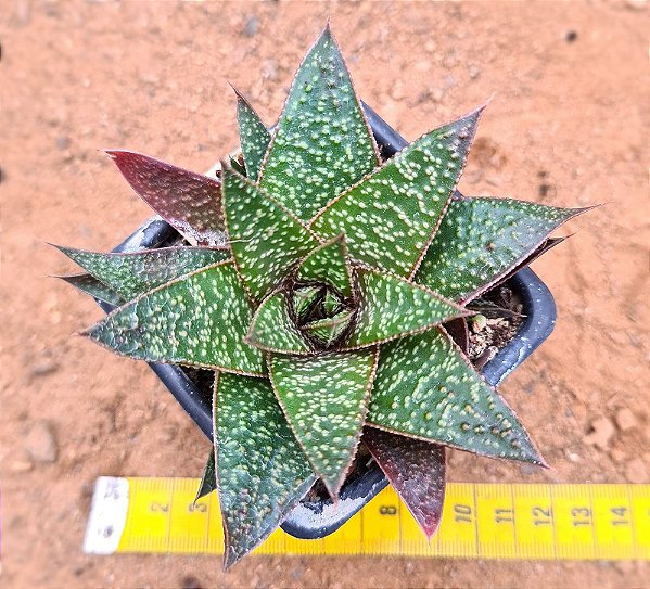 Gasteraloe flow
