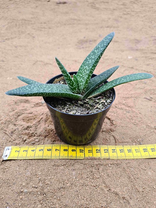 Gasteria acinacifolia