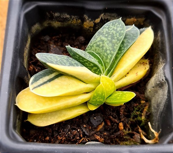 Gasteria gracilis variegata