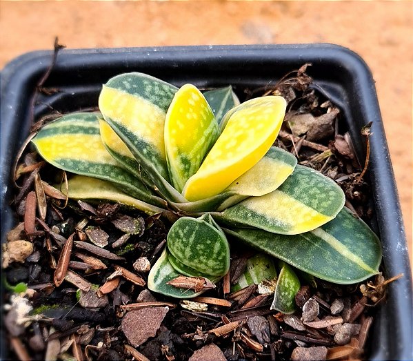 Gasteria gracilis variegata
