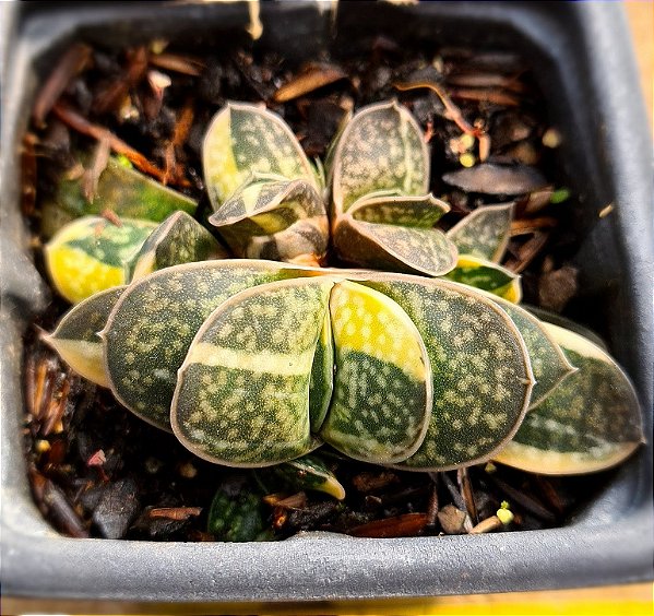 Gasteria gracilis variegata