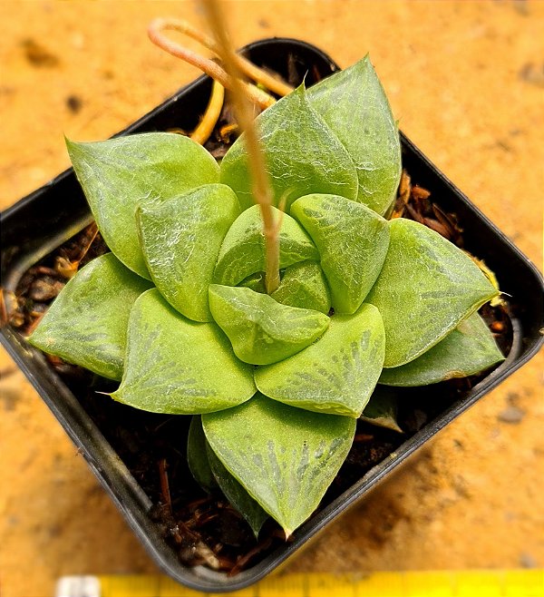Haworthia cuspidata