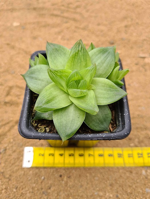 Haworthia cymbiformis