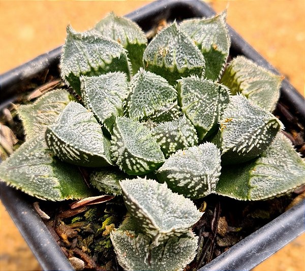 Haworthia korizato