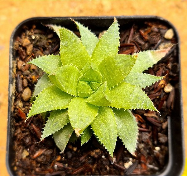 Haworthia retusa var. turgida caepistosa
