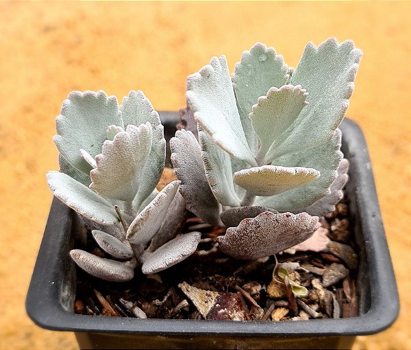 Kalanchoe pumila