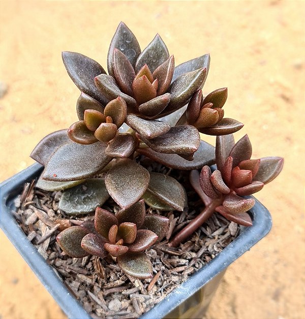 Lenopetalum chocolate