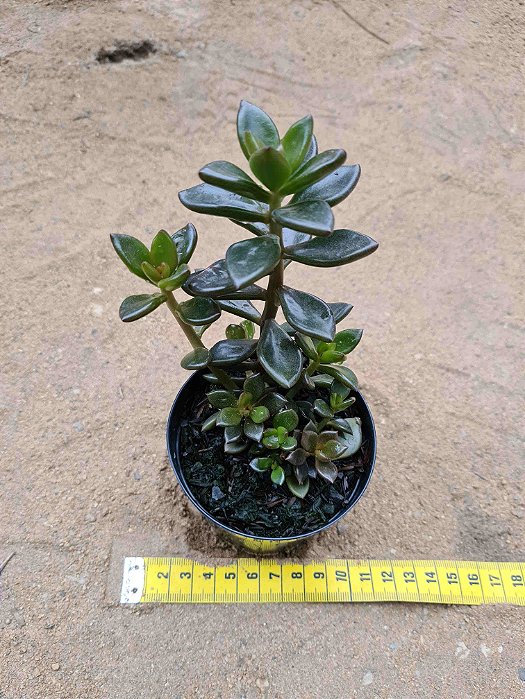 Lenopetalum chocolate