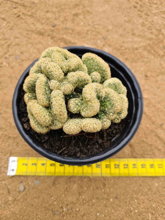 Mammillaria elongata v. cristata
