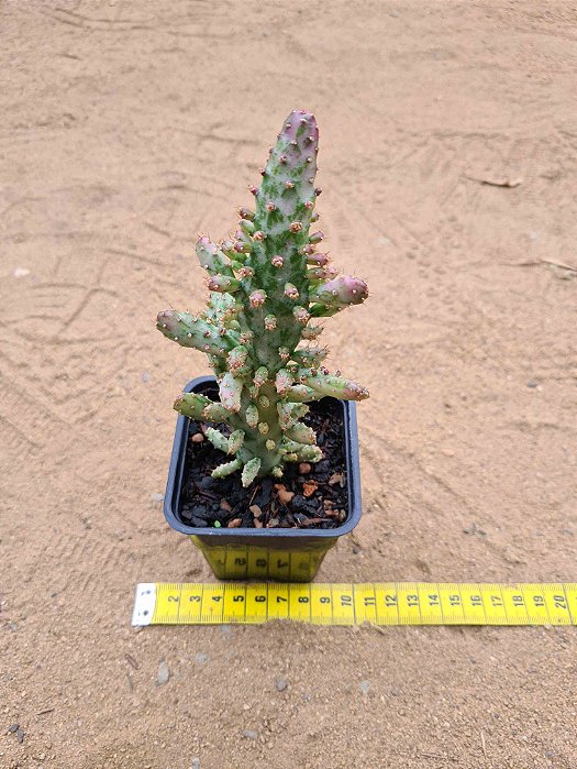 Opuntia monacantha variegata
