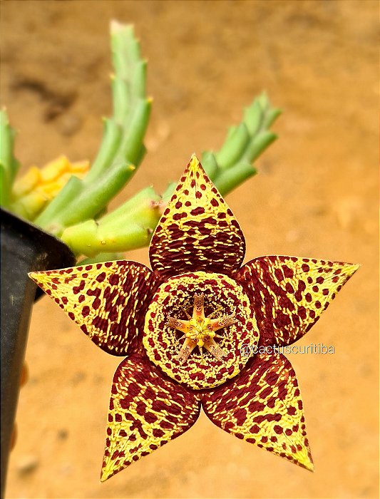 Orbea variegata