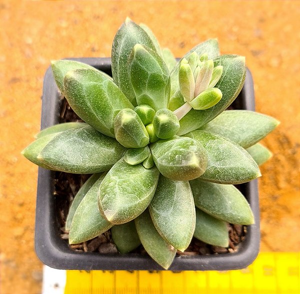 Pachyphytum compactum - "Suculenta-diamante" / "Planta-diamante"