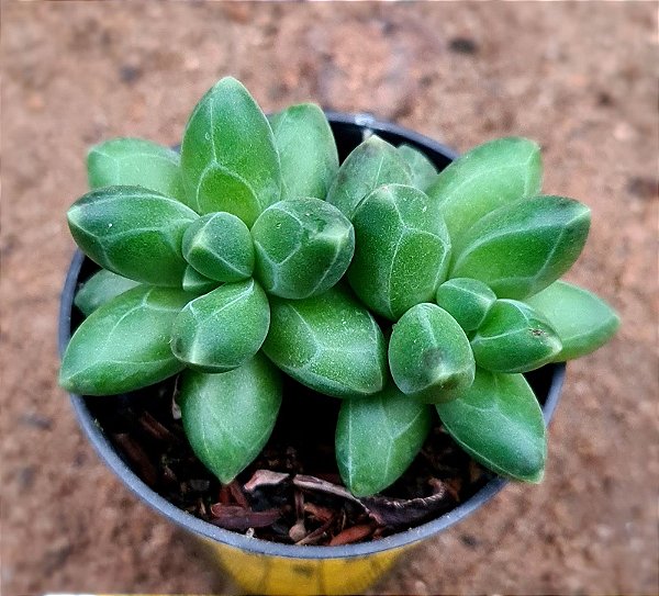 Pachyphytum compactum -  "Planta-diamante"