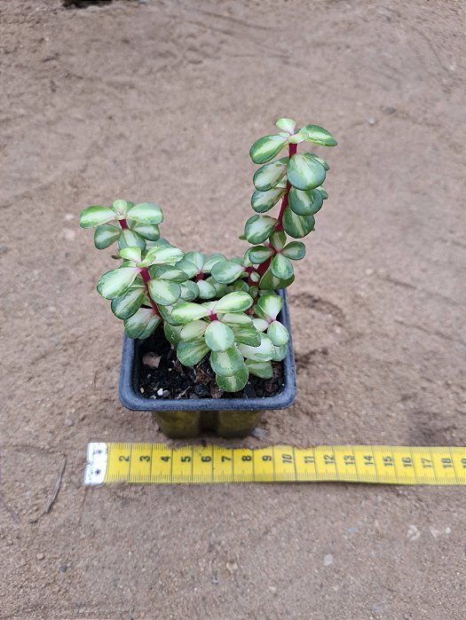 Portulacaria afra tricolor