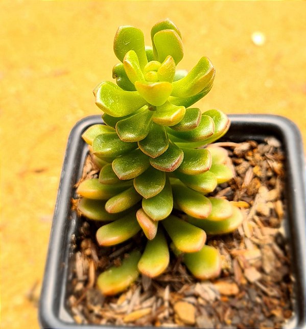 Sedum joyce tulloch