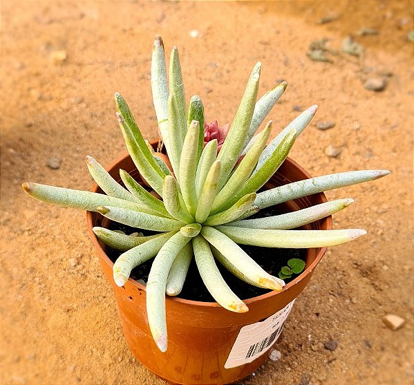 Senecio scaposus