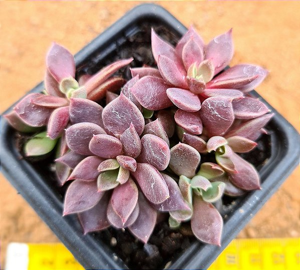 Sinocrassula indica