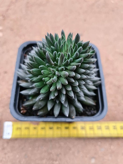Sinocrassula yunnanensis