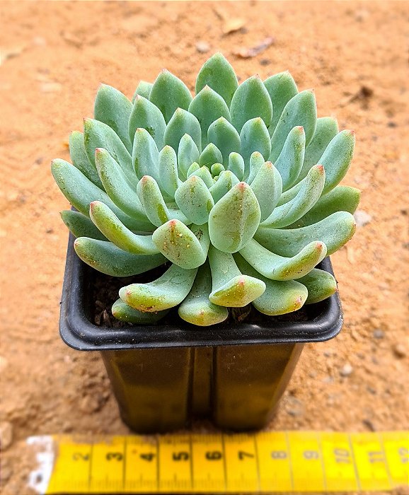 Echeveria blue apple