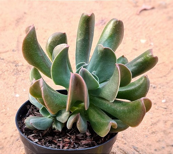 Echeveria darth vader
