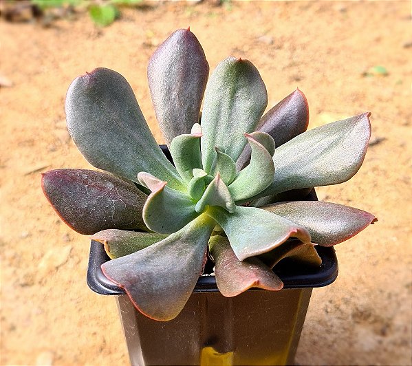 Echeveria darth vader