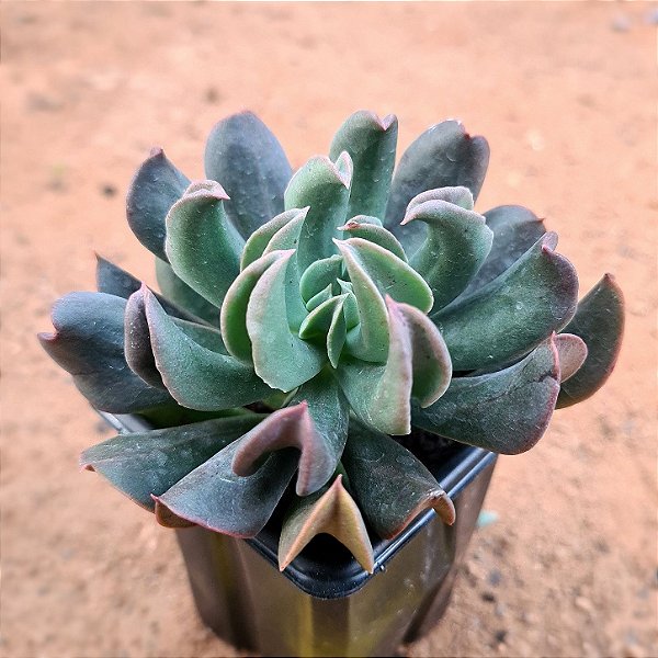 Echeveria darth vader