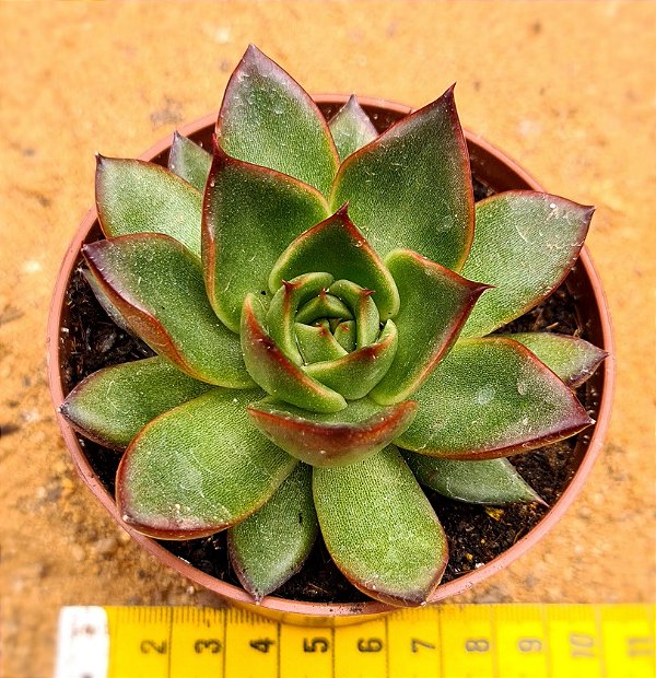 Echeveria ebony red