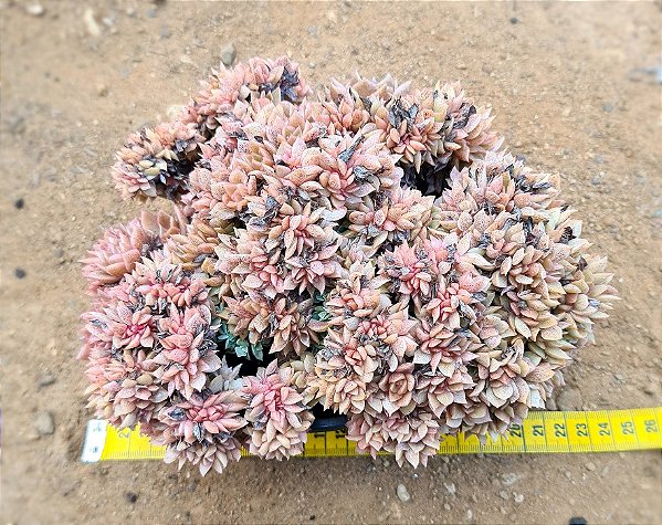Echeveria gilva cristata