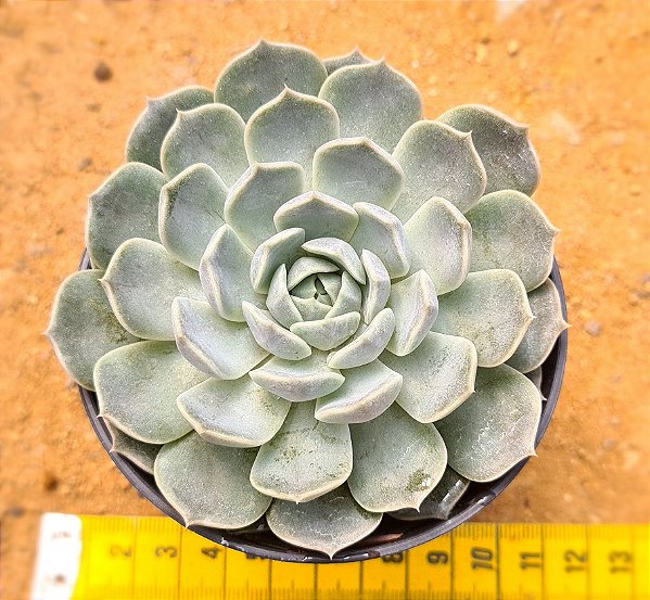 Echeveria mary bell