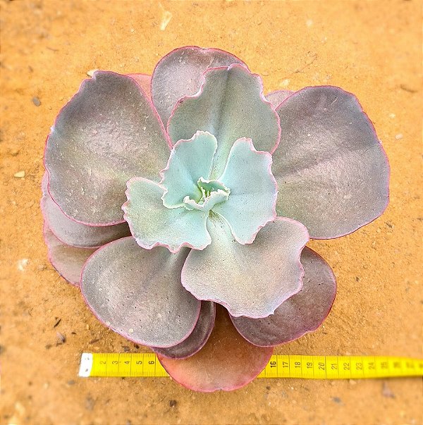 Echeveria mauna