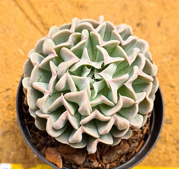 Echeveria pinwheel revolution