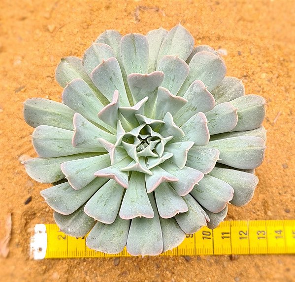 Echeveria pinwheel revolution