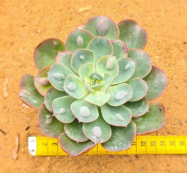 Echeveria raindrops