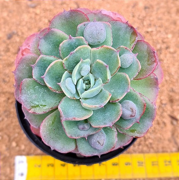 Echeveria raindrops