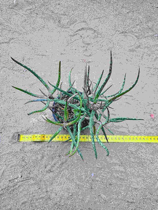 Aloe millotti